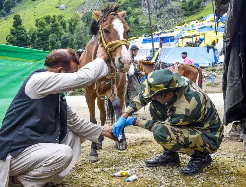 BSF पशु चिकित्सकों ने यात्रा पशुओं की जाँच की