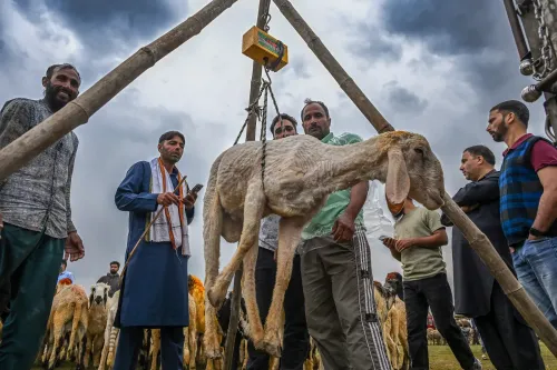 तराज़ू पर तुलता क़ुर्बानी का बकरा — श्रीनगर बाज़ार