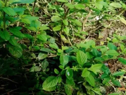 क्या औषधीय गुणों का खजाना ‘लिपिया अल्बा’ कई स्वास्थ्य समस्याओं का है ‘दुश्मन’?