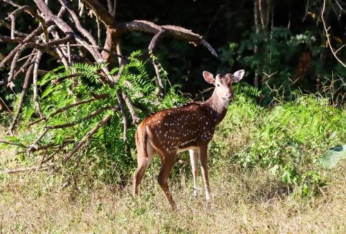 Kodagu: Observations of Wildlife at Nagarahole Tiger Reserve