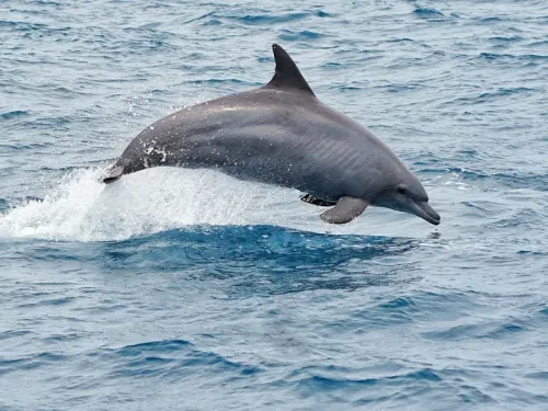 Is Acoustic Technology Poised to Revolutionize Marine Mammal Research in India?