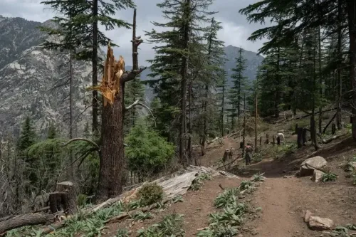 Dispute Over Jungle Ownership Results in Casualties in Afghanistan
