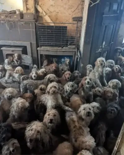 एआई नहीं, हकीकत का खौफनाक आईना: एक घर में 250 कुत्ते, तस्वीरों ने सबको चौंकाया!