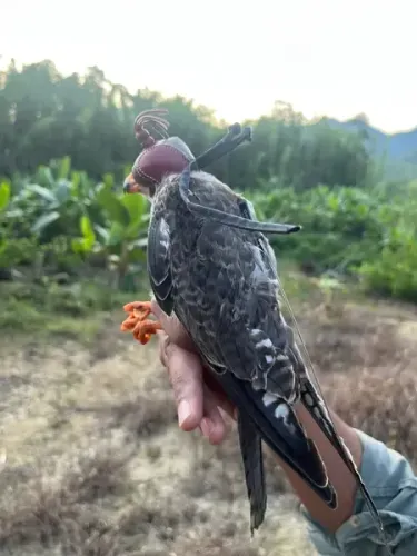 Record Journey: Manipur's Amur Falcons Reach Africa, Tracked in Somalia, Zimbabwe & Botswana