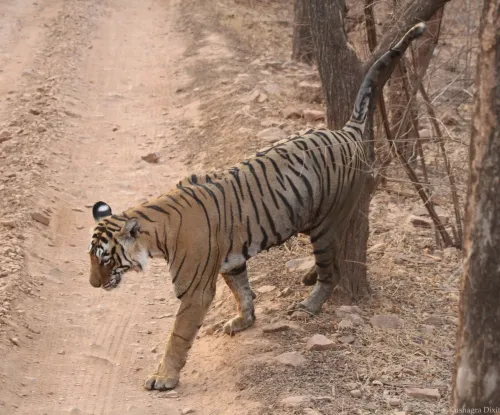 Andhra Pradesh plans female tiger translocation for Eastern Ghats: Pawan Kalyan