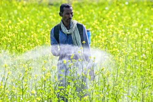 Is the area sown under rabi crops expanding significantly?