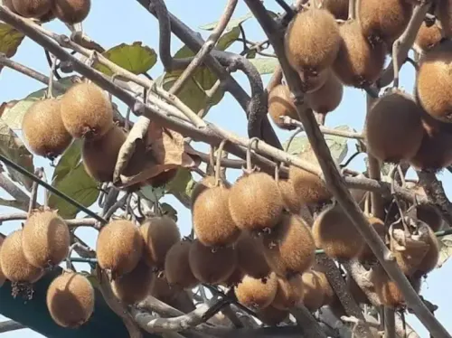 Is Arunachal Kiwi Gaining Global Attention Thanks to Governor Parnaik's Efforts?