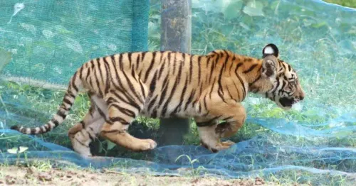 Assam CM Office: Tiger Cub Rescued From Garden Net, Released