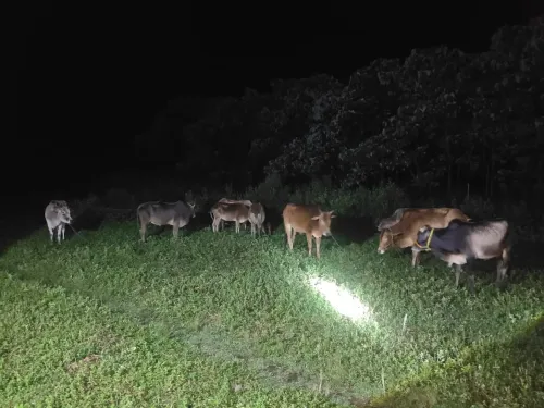 Assam Police recover 98 cattle, arrest one in Kokrajhar-Dhubri crackdown