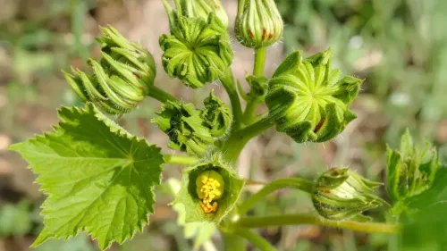 क्या अतिबला शरीर को 'अति बल' देने वाली प्राकृतिक औषधि है? जानें इसके फायदे