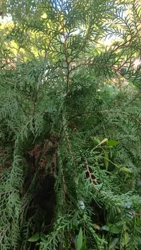 मोरपंखी : औषधीय गुणों से भरपूर खूबसूरत पौधा, इन बीमारियों में देता है राहत