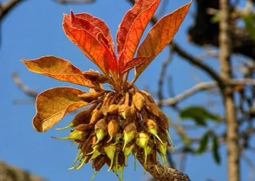 महुआ: आयुर्वेद का अनमोल वृक्ष, फूल से बीज तक हर हिस्सा स्वास्थ्य के लिए वरदान