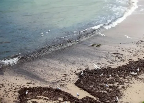 Sydney: Closure of Nine Beaches Due to Mysterious Debris Balls