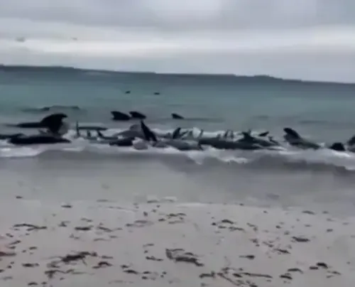 Tasmania Plans to Euthanize 90 Stranded False Killer Whales