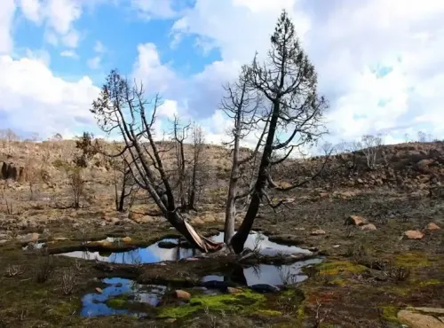 Australian Ecosystems Under Severe Threats, Report Reveals