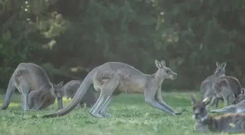 Australian Individual Detained in Connection with the Deaths of 98 Kangaroos