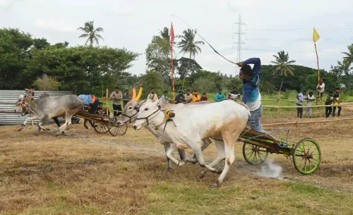 Mysuru: Bullock cart race organised at Siddalingapura village