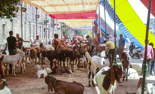 Bakrid 2025: Delhi deploys Rapid Response Teams for animal welfare, sanitation