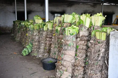 Why Are Banana Leaf Prices Skyrocketing Across TN?