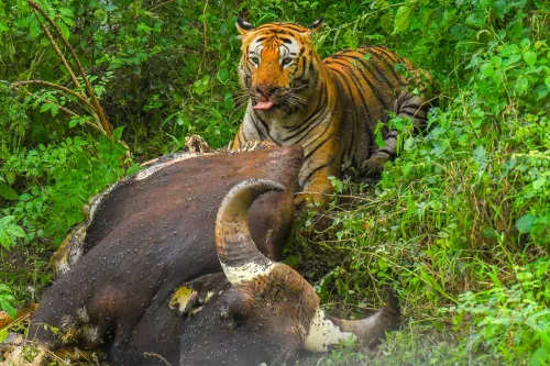 Bandhavgarh Tiger Reserve marks International Tiger Day with 200-tiger milestone