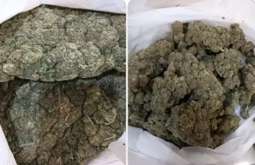 क्या बैंकॉक से आए यात्रियों से बड़ी मात्रा में ड्रग्स जब्त हुई?