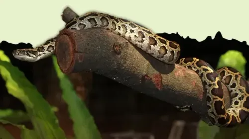 क्या भारतीय रॉक पाइथन वास्तव में बिना जहर का सबसे बड़ा सांप है?