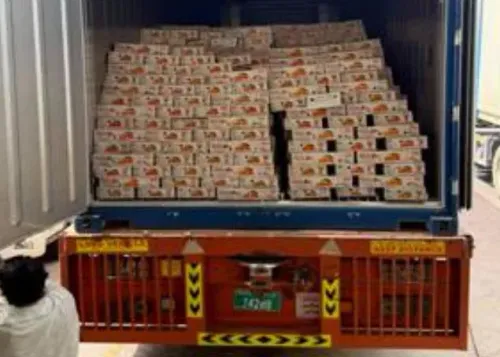 Bengal mango export to Dubai: 10% spoiled in Gulf crisis sea delay