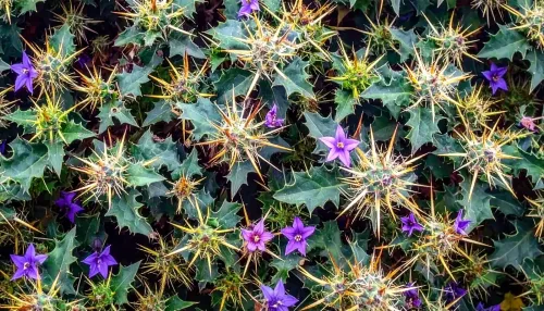 क्या भटकटैया है जंगल का रहस्यमयी पौधा, जिसके फूल, तने और बीज, सब में छिपे हैं औषधीय गुण?