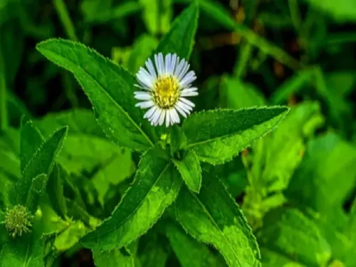भृंगराज: बालों के साथ-साथ पित्त और वात को संतुलित करने में सहायक, जानें इसके लाभ