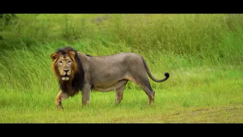 Bhupender Yadav Hails Asiatic Lion's Rise to 891