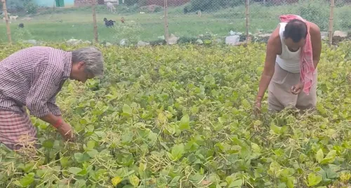 How Are Jamui Farmers Benefiting from the PM-KISAN Scheme?