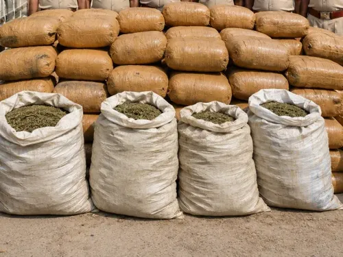Bihar Police seize 455 kg ganja in Supaul, Madhubani raids; 5 arrested