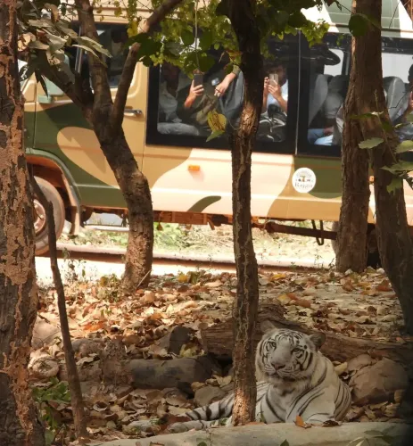 राजगीर जू सफारी: पर्यटकों के लिए सफेद बाघ 'केसरी' का दीदार अब संभव