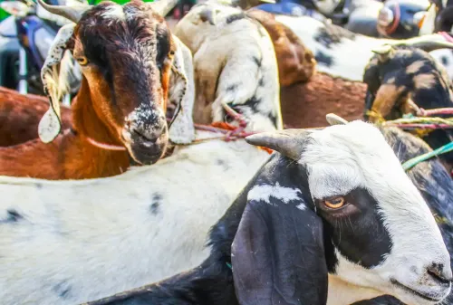 How Did Robbers Pretending to be Police Steal Goats Under CM’s Scheme?