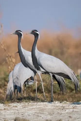 Detection of Bird Flu Virus in Deceased Crane in Rajasthan
