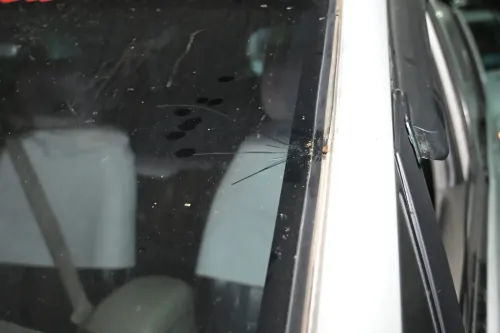 Was BJP MP Raju Bista’s convoy attacked by miscreants in north Bengal?