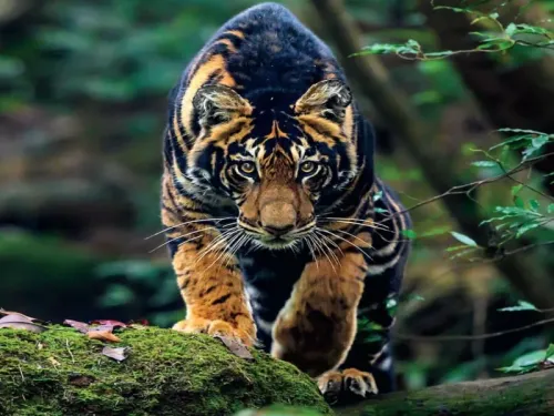 How Are Similipal’s Black Tigers Boosting Odisha’s Tourism?