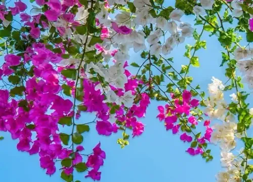 बोगनवेलिया: न केवल सुंदरता, बल्कि औषधीय गुणों से भरपूर पौधा