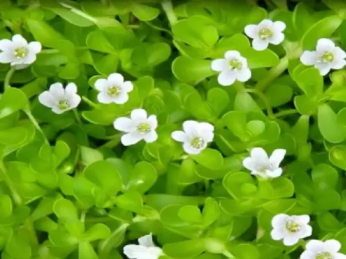 ब्राह्मी दूध: नींद और याददाश्त को सुधारने का अद्भुत उपाय, जानें सेवन का सही तरीका