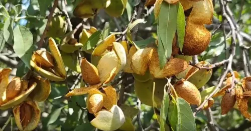 पुलवामा के बादाम बागानों में बंपर हार्वेस्टिंग शुरू, किसानों के चेहरे पर लौटी मुस्कान