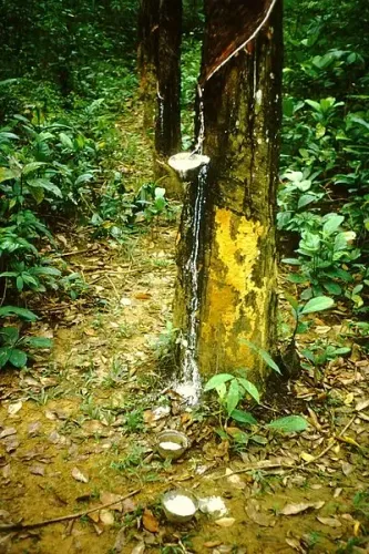 Cambodia Generates 568 Million USD from Rubber Latex Exports in First 11 Months of 2024