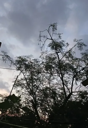 चक्रवात 'अर्नब' का झारखंड पर असर: 9 जिलों में भारी बारिश का अलर्ट, रांची-लोहरदगा में 2 दिन स्कूल बंद