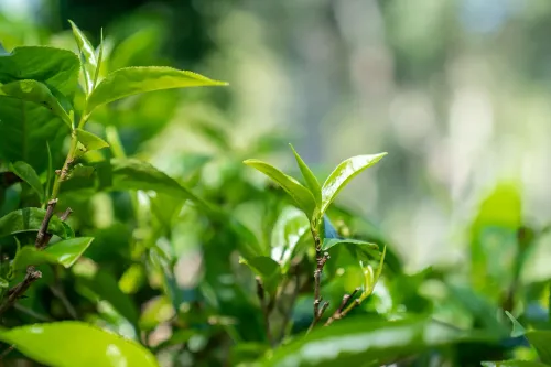 क्या चीन-श्रीलंका कृषि विज्ञान, प्रौद्योगिकी और संस्कृति आदान-प्रदान सप्ताह का शुभारंभ हुआ?