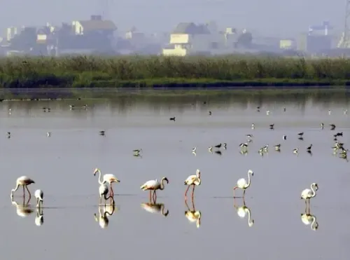 Will Pallikaranai Marsh Receive Stringent Protection After NGT Action?