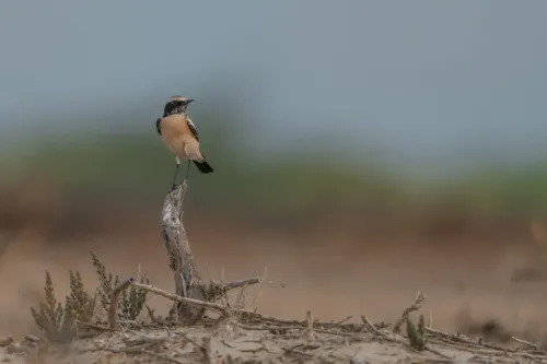 Is Chhari Dhand in Kutch Now Gujarat’s Fifth Ramsar Wetland?