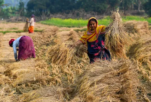 Who Was Arrested in the Chhattisgarh Paddy Procurement Scam?