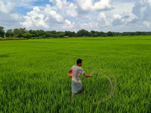 Will Chhattisgarh Procure Paddy at Rs 3,100 per Quintal Starting November 15?