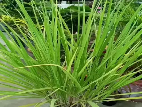 लेमन ग्रास: एक छोटा पौधा, बड़े स्वास्थ्य लाभ और उपयोग
