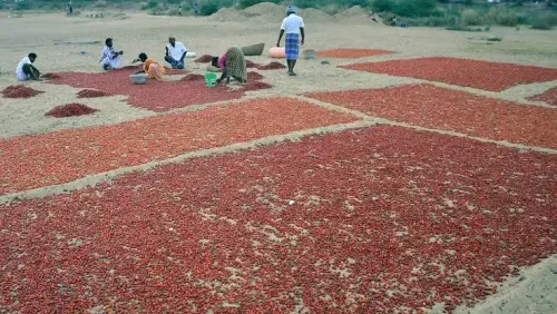 Chilli Prices Surge in Ramanathapuram Amid Crop Losses