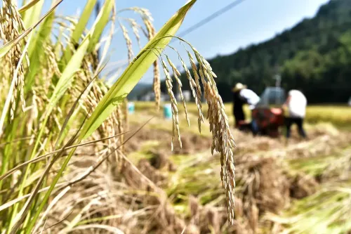 चीन का अनाज उत्पादन लगातार दो साल से 70 करोड़ टन से अधिक, प्रति व्यक्ति उपलब्धता 500 किलो पार
